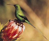 Photo of a Malachite Sunbird