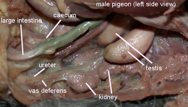 Photo of the reproductive tract of a male Rock Pigeon
