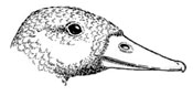 Drawing of the head of a duck