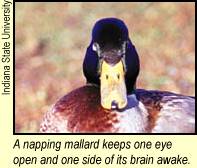 Photo of a sleeping Mallard