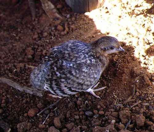 Photo of a Malleefowl chick