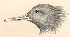 Drawing of a merganser's head