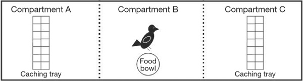 Drawings showing experimental design of a caching experiment