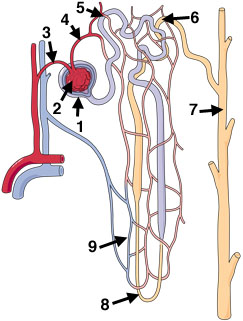 Drawing of a nephron