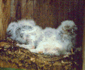 Photo of nestling Eastern Screech-Owls
