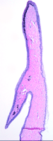 Photo of a nictitating membrane