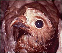 Photo of an Oilbird