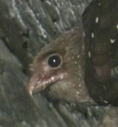 Photo of an Oilbird