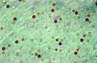 Micrograph shwoing oil droplets on the cones in a bird's retina
