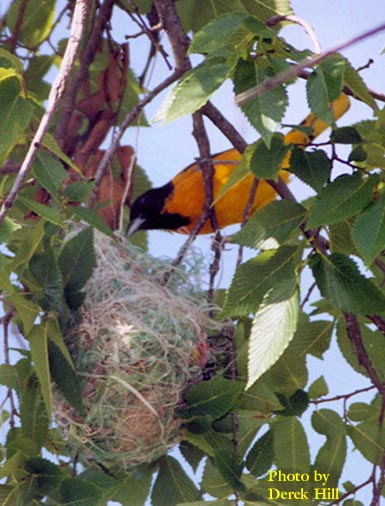 Photo of an oriole looking into its nest