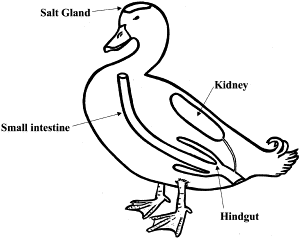Drawing of the osmoregulatory organs of a bird
