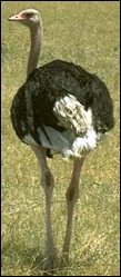 Photograph of an Ostrich