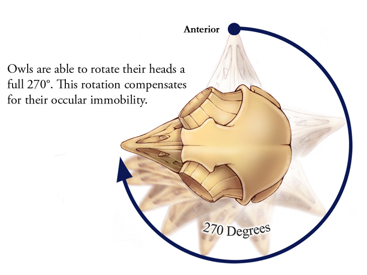 Drawing showing how owls can rotate their head 270 degrees