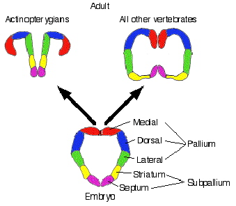 Drawing showing brain organization of a fish and other vertebrates