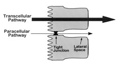 Drawing showing transport through the wall of a small intestine