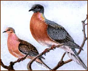 Drawing of two Passenger Pigeons