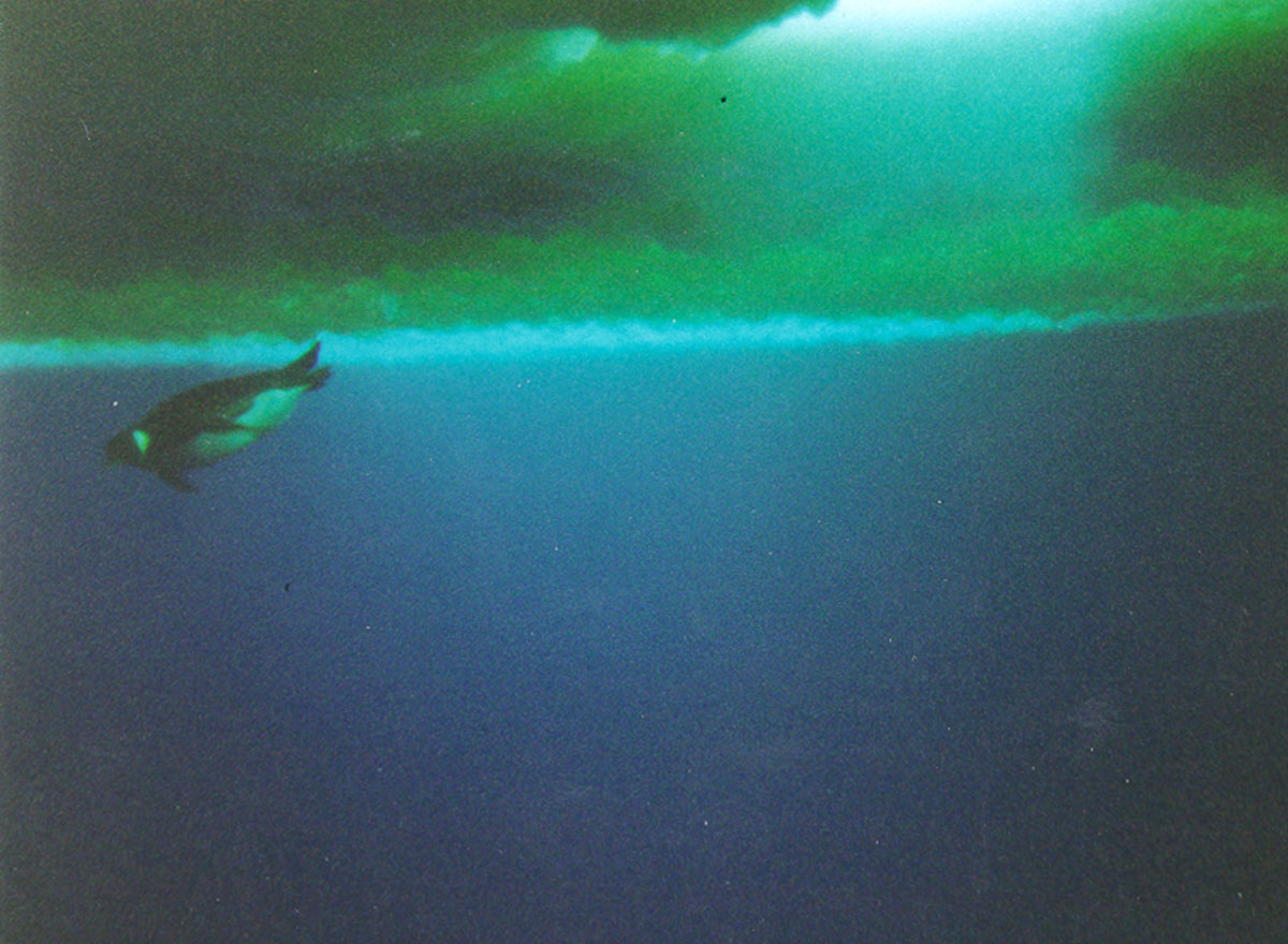 Photo of a penguin under water