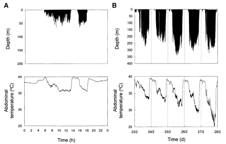 Graphs showing how body temperatures change when a Gentoo Penguin dives