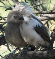 Photo of an adult and young Pied Babbler