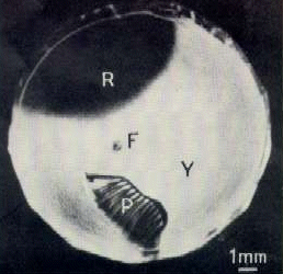 Photo of the retina of a bird's eye