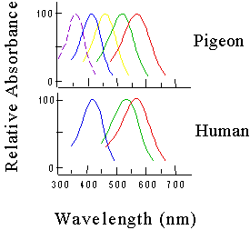 Graphs showing relationship between wavelengths of light and relative absorbance by the retinas of a pigeon and a human
