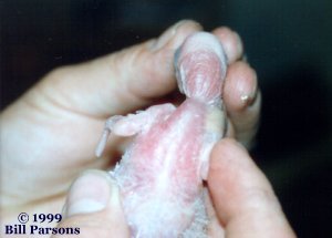 Photo of pipping muscle of a newly hatched chick