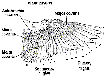 Drawing of a bird's wing showing different feather categories