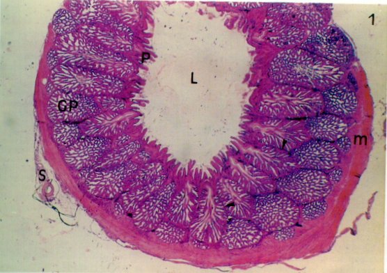 Photomicrograph of a cross-section through a proventriculus