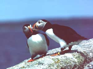 Photo of two puffins