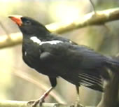 Photo of a Red-billed Buffalo Weaver