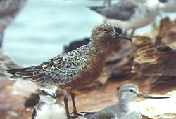 Photo of a Red Knot