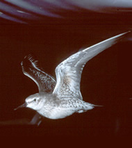 Photo of a Red Knot in flight