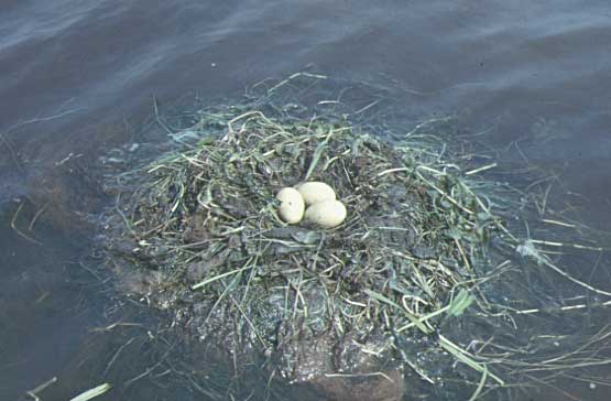 Photo of a Red-necked Grebe nest with three eggs