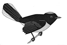 Drawing of a redstart