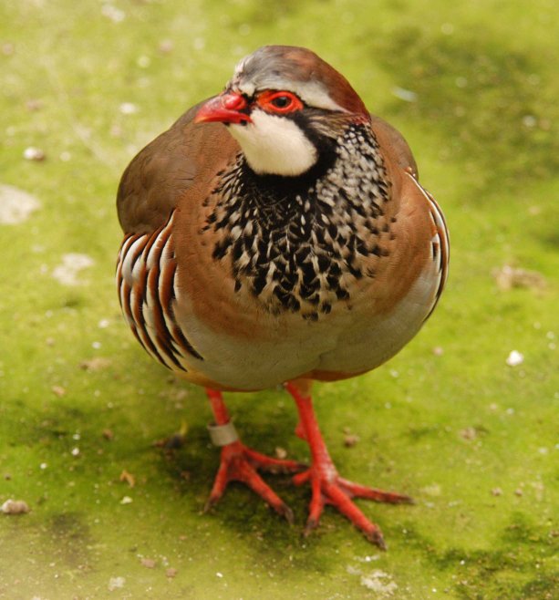 Photo of a Red-legged Partridge