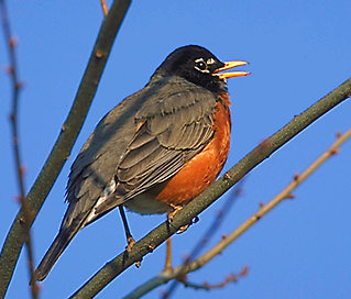 Photo of an American Robin
