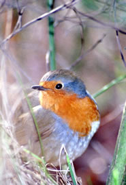 Photo of a European Robin