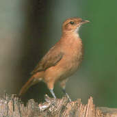 Photo of a Rufous Hornero