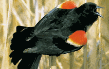 Photo of a Red-winged Blackbird