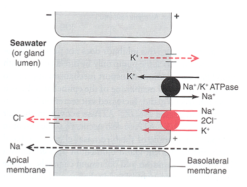 Drawing showing transport of sodium, potassium, and chloride through the apical membranes of cells in a salt gland
