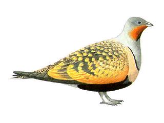 Drawing of a Black-bellied Sandgrouse