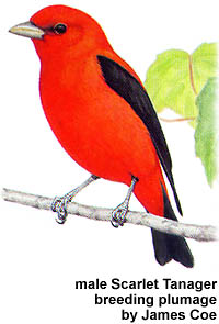 Drawing of a Scarlet Tanager