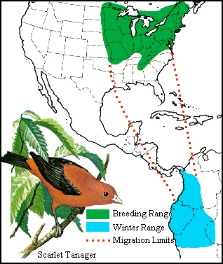 Map showing wintering and breeding ranges of Scarlet Tanagers
