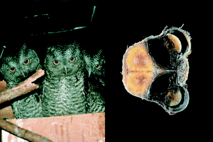 Photo of you screech-owls plus a cranian slice through the head of a screech-owl