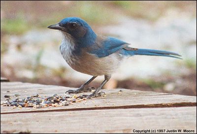 Photo of a Scrub Jay