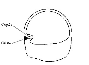 Drawing of a cross-section through a semicircular canal