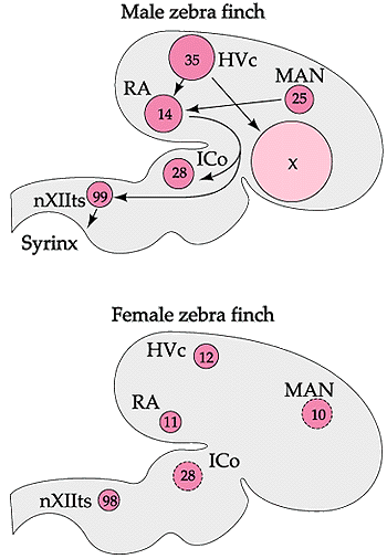 Drawings of the brains of male and female Zebra Finches showing song control areas