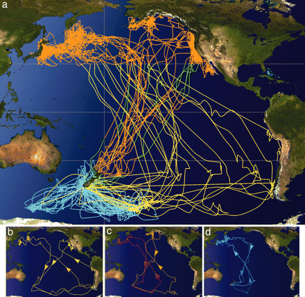 Map showing migration pathways of 19 Sooty Shearwaters