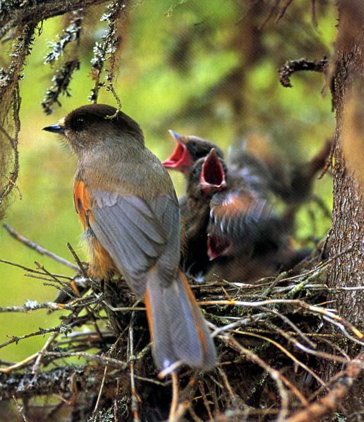 Photo of a Siberian Jay at nest with two young