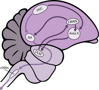 Drawing of a songbird's brain showing song control areas